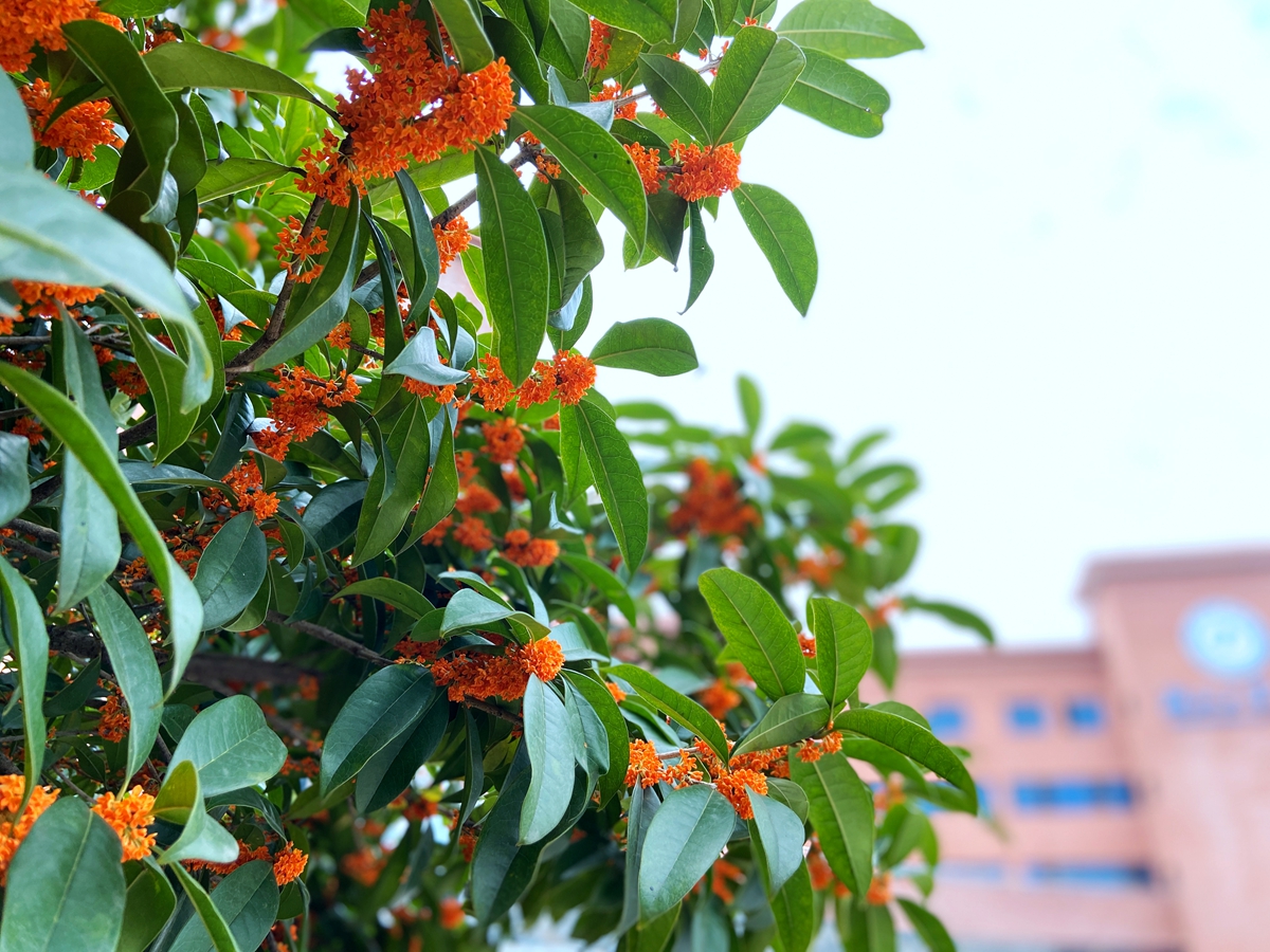 校园花语——桂花